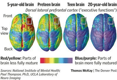 Development of the brain graphic